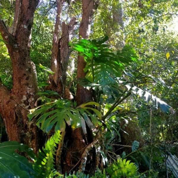 Monstera growing up a rainforest tree in the Gold Coast Hinterland