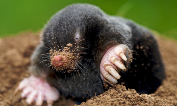 Don T Kill Moles Warns Former Catcher, Baby Mole In Basement Meaning