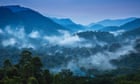 Tolkein was right: giant trees have towering role in protecting forests