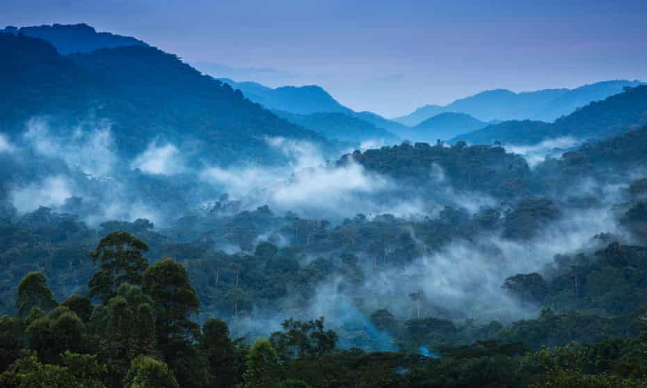 The primeval Bwindi Impenetrable Forest