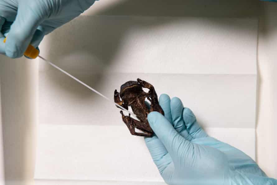 One of the shrivelled frogs Jodi Rowley has been sent