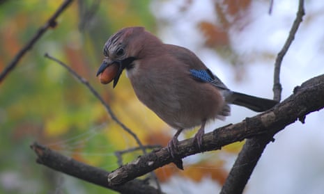 A jay with an acorn, photographed by the daughter of this week’s winner.