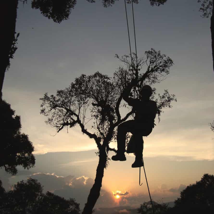 Scientists are worried many tree species will disappear before they have been documented.