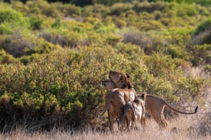 Samburu lions