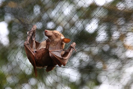 A bat has been trapped in a net to be examined for possible viruses at the Franceville International Centre of Medical Research, in Gabon.