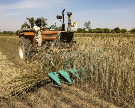 Farmer driving a tractor harvesting a field of wheat