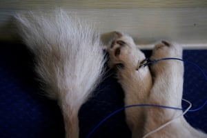 A dog has acupuncture on its paw