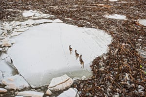Cigand, Hungary
Startled roe deers cross an ice floe surrounded by driftwood.