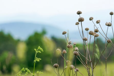 close up of a plant