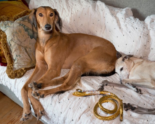Two dogs on a sofa with a toy snake