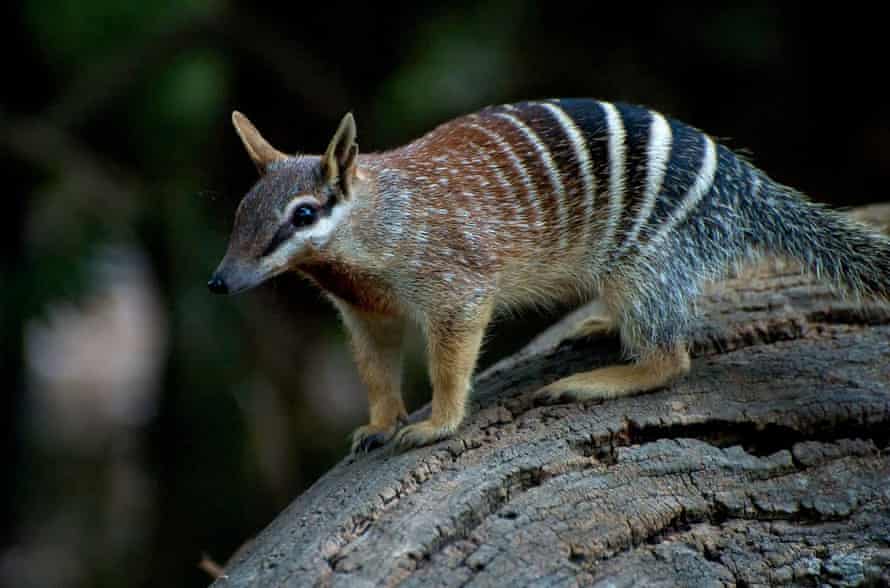 A numbat