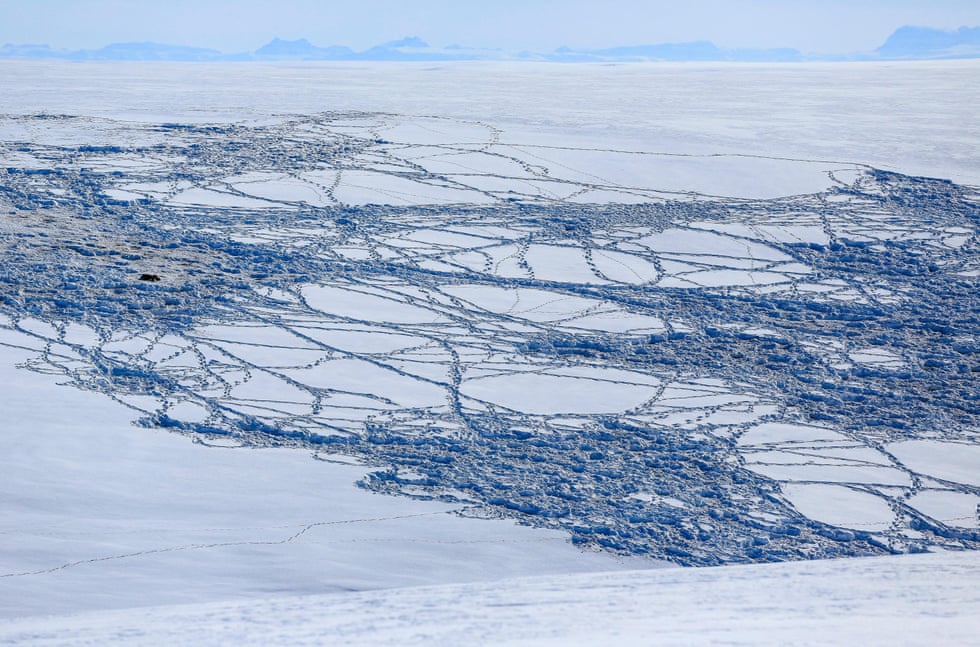 They lived through the ice age. Can the mighty musk ox survive the heat? Musk oxen tracks in the snow. Herds are pushing farther north as temperatures rise in Greenland.Photograph: Cavan Images/Alamy