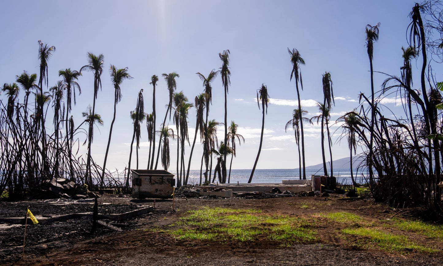The sun shines down on a line of tall skinny palm trees with burned tops, and a partly grassy lawn with one small building on it.