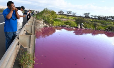 Severino Orobio of Hilo, Hawaii takes photos of the pink waters of Kealia Pond at Kealia Pond National Wildlife Refuge in Kihei, Hawaii on Wednesday, November 8, 2023.