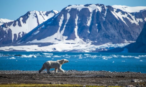 A polar bear in south Spitsbergen, Svalbard
