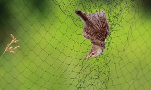 POLL: Is it cruel to set up nets that prevent birds nesting? POLL: Is it cruel to set up nets that prevent birds nesting?