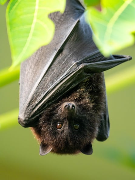 The small size of the remaining Christmas Island flying fox population, and their reliance on a handful of maternity and breeding sites, make them susceptible to threats.