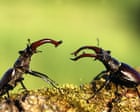 Specieswatch: now is the best time to see the stag beetle