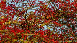 A fieldfare in a tree ladened with red berries, Burley-in-Wharfedale, West Yorkshire, UK