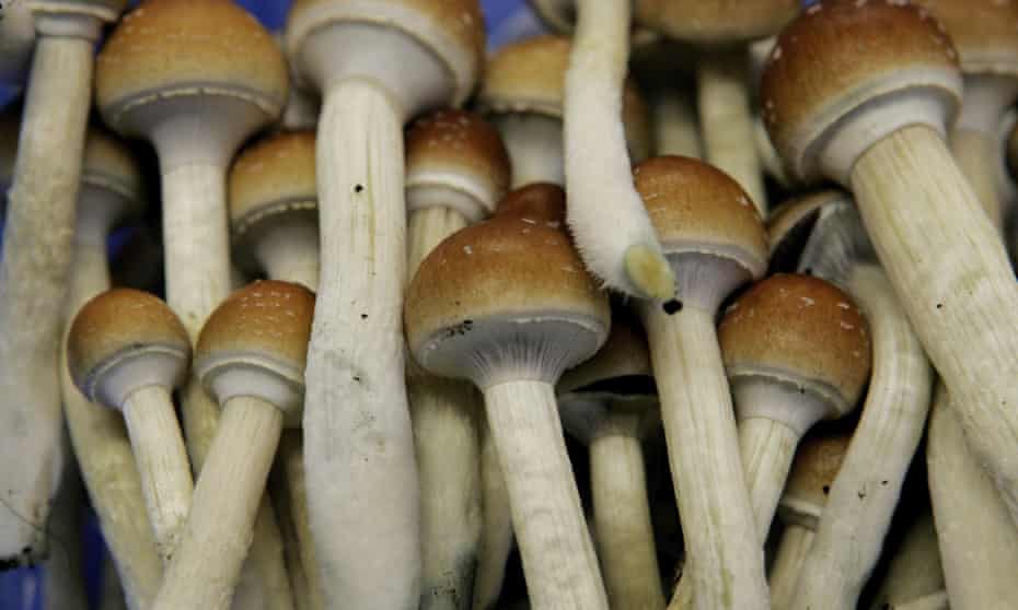 The Australian government has granted $15m towards trialling the use of psychedelic drugs such as psilocybin or magic mushrooms (pictured) for clinical therapy, a move which represents a marked departure from the government’s prohibitionist approach to drug use.