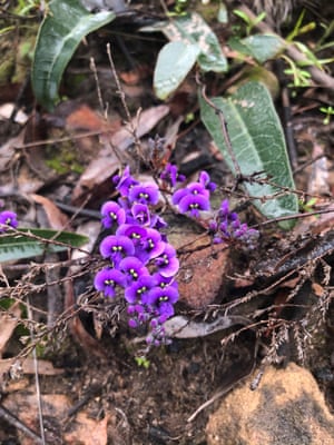 Purple peas flowering in the Pilliga