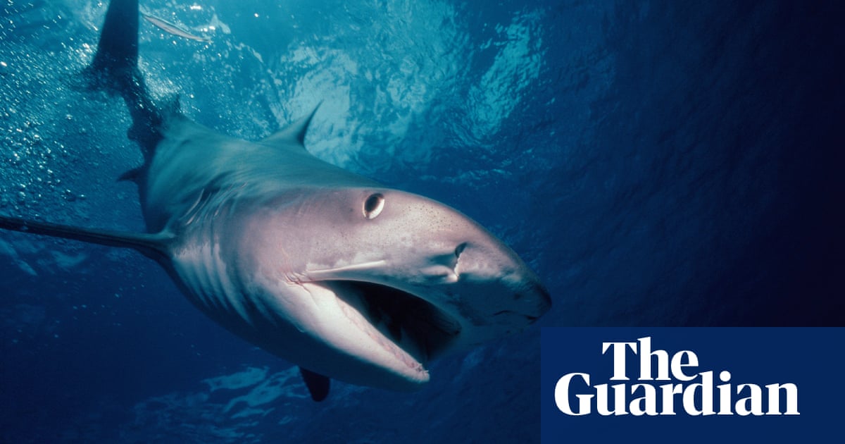 Whitsundays attacks: third tiger shark killed despite ...