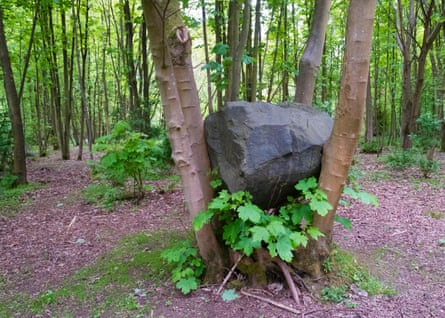 A large boulder placed between several tree trunks in a wood