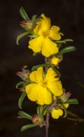 Hibertia, un fiore che prende il nome dal proprietario di schiavi George Hibbert.