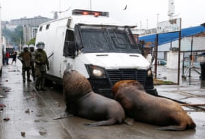 Valparaiso, Chile Sea lions congregate in front of a police car obstructing the path of riot police during clashes with fishermen who are protesting against the government following the repeal of the existing fishing law and the non-payment of promised bonuses