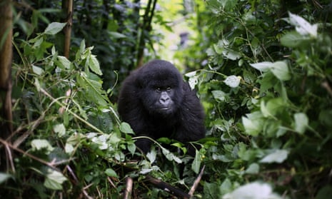 A young mountain gorilla in the Virunga national park