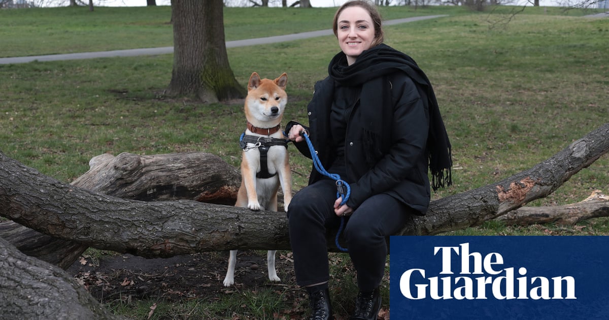 ‘Happy dog time’: boom in UK dogsitting as owners return to office
