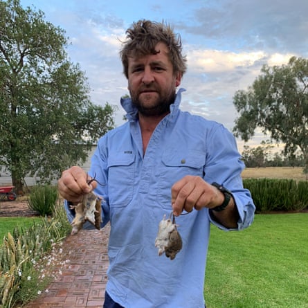 Ben Keen holding just a fraction of the mice his family catch each night in Coonamble