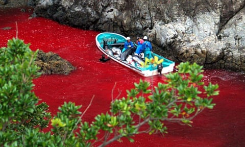 Japanese fishermen riding a boat loaded with slaughtered dolphins at a blood-covered water cove in Taiji harbor in 2003. The fisherman say they now use a more “humane” method that results in less blood being released.