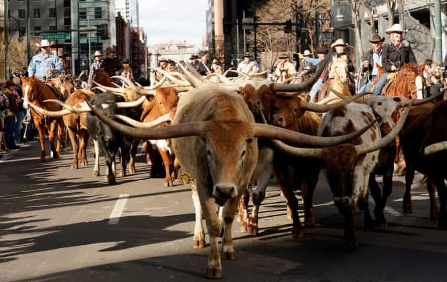 A heard of Texas Longhorn steers at an annual cattle drive in Denver, Colorado. Ranching is big business in the state.