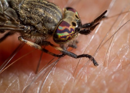 A close up of a horsefly on human skin