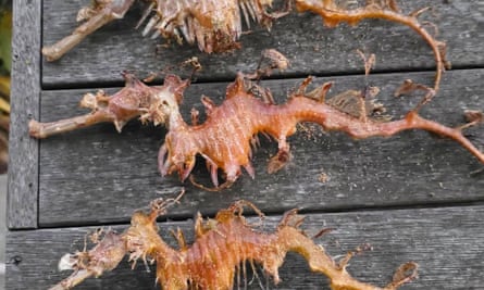 Three desiccated seahorses