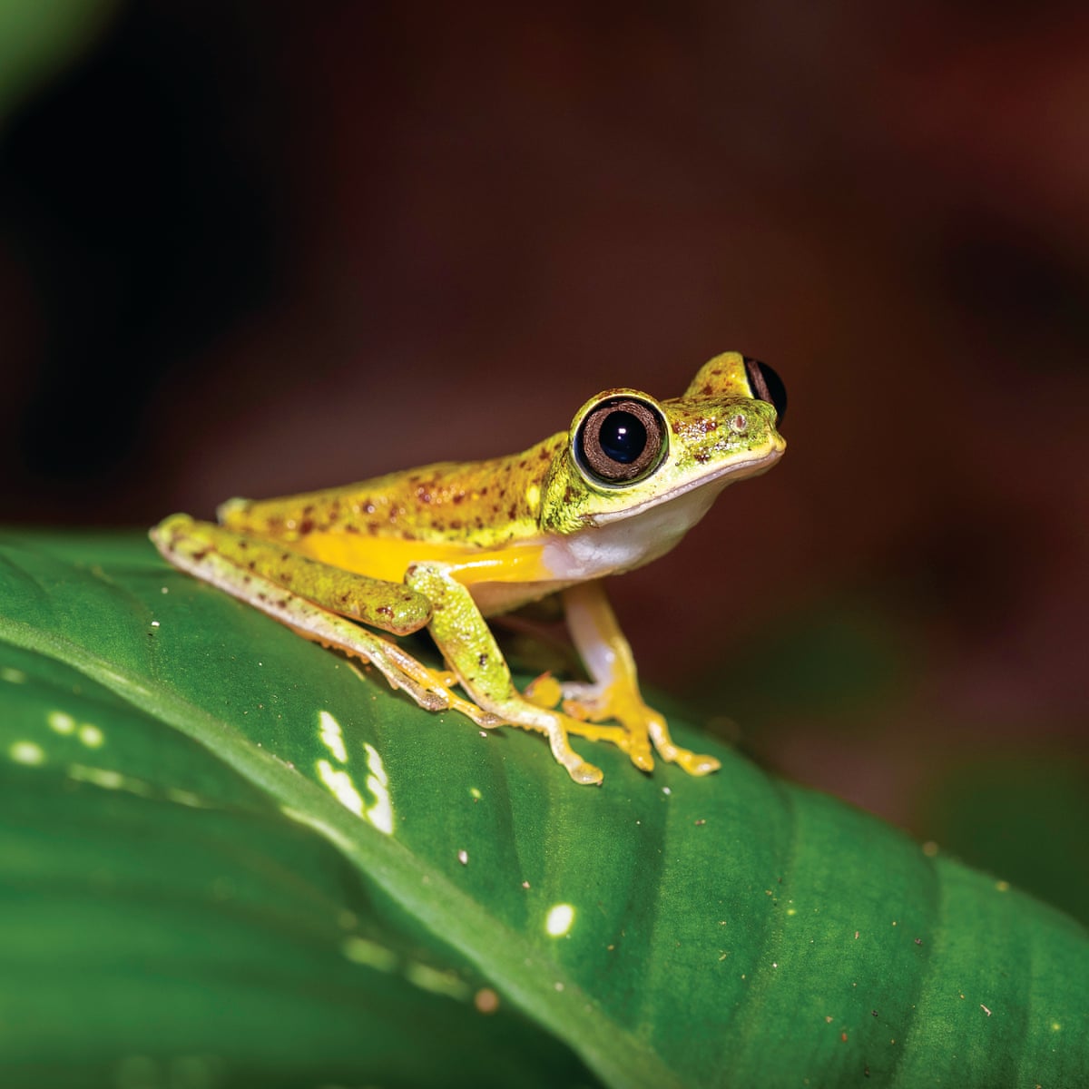 Endangered Species Day – a photo essay | Endangered species | The Guardian Endangered Species Day – a photo essay | Endangered species | The Guardian