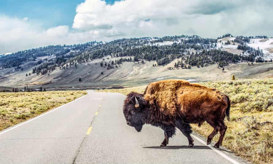A bison crosses a road cutting through grasslands. Forested and snow-covered mountains are in the distance.