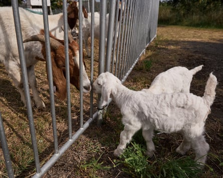 A baby goat and an adult goat separated by fencing