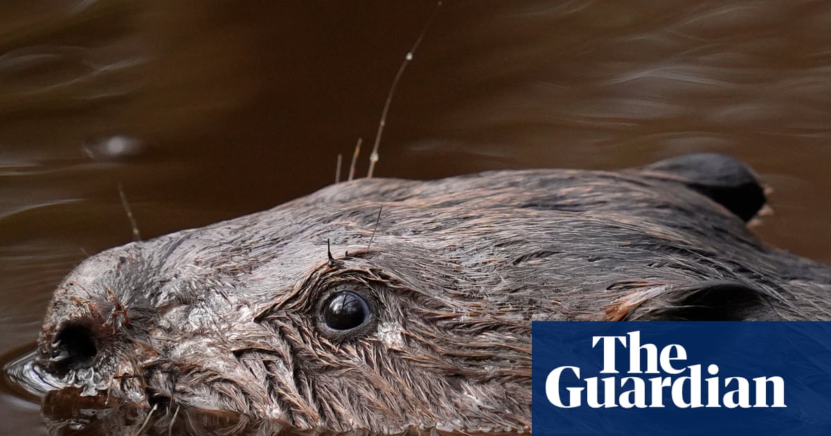 Beaver Bombing: The Unexpected Eco-Revolution in Europe