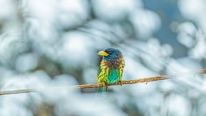 Gloriosa plumagem multicolorida de um grande barbet na vila de Miaoba, Chongqing, China.