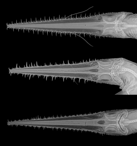 Radiographs of the heads of three Pliotrema species