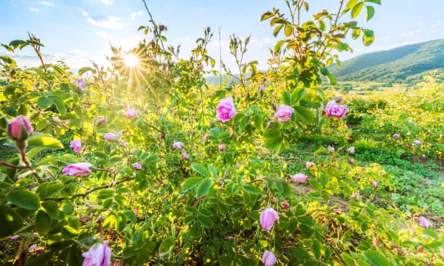 The Rose Valley near Kazanlak.