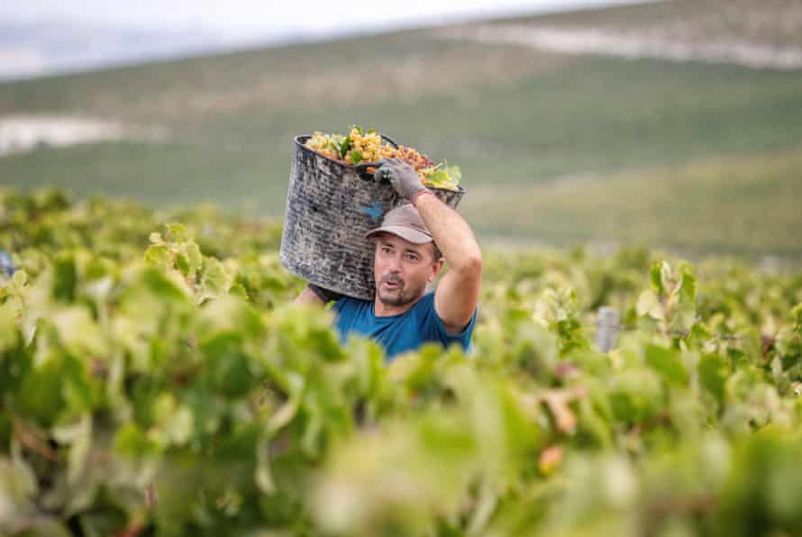 Tio Pepe's vineyard in Jerez de la Frontera, Spain, is now one of many to become fully organic.