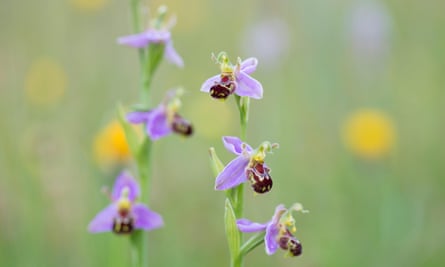 Bee orchids in Peak District national park.