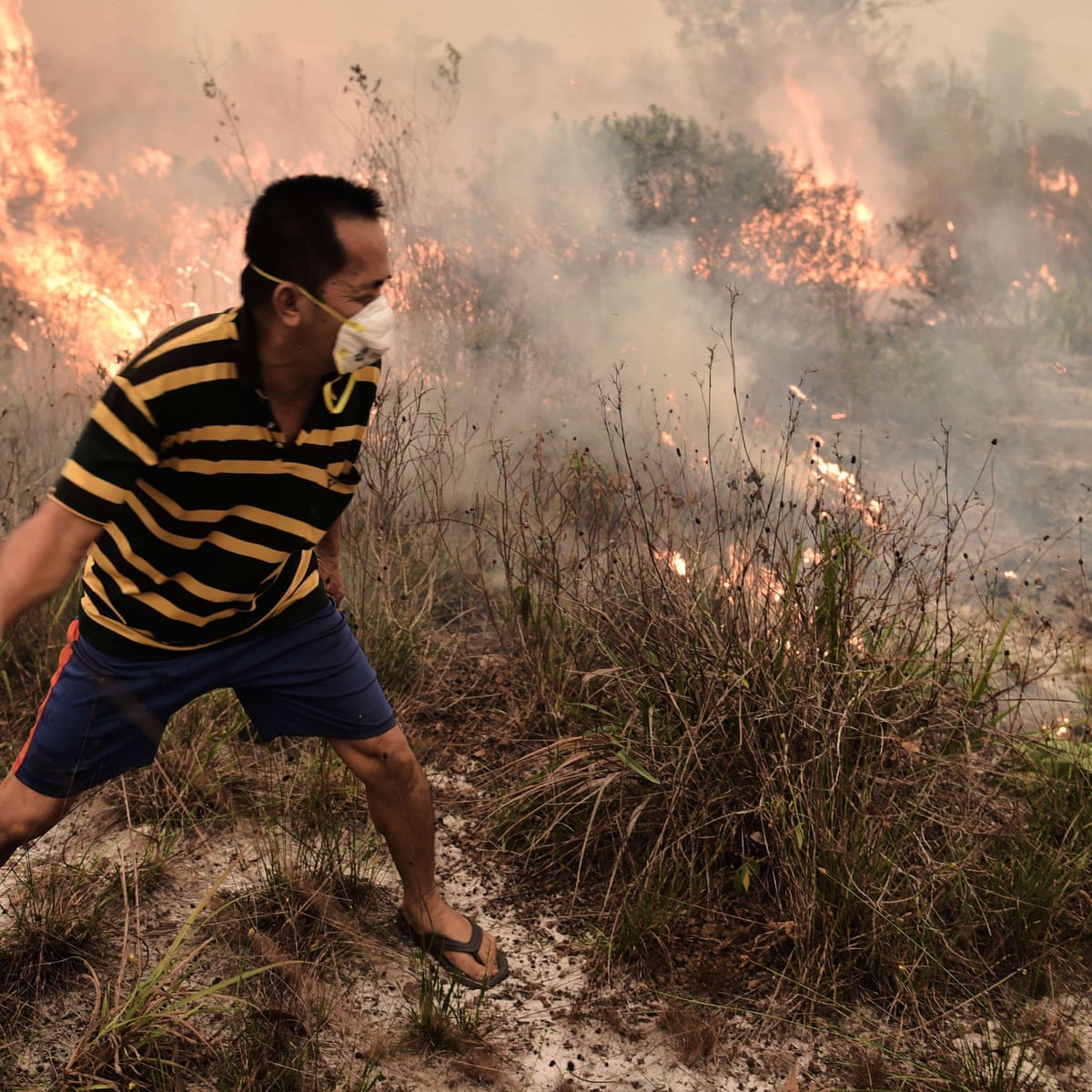 Indonesia S Forest Fires Everything You Need To Know Guardian Sustainable Business The Guardian