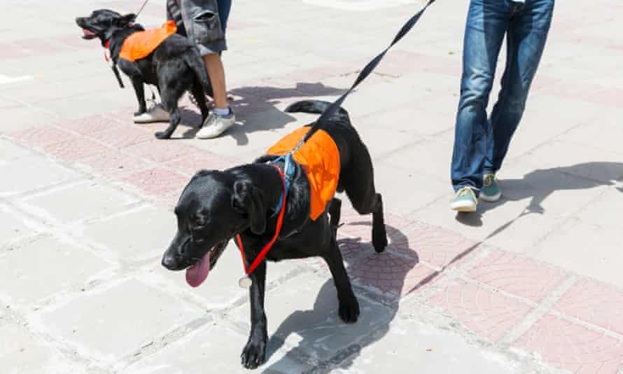 Assistance dogs in training.