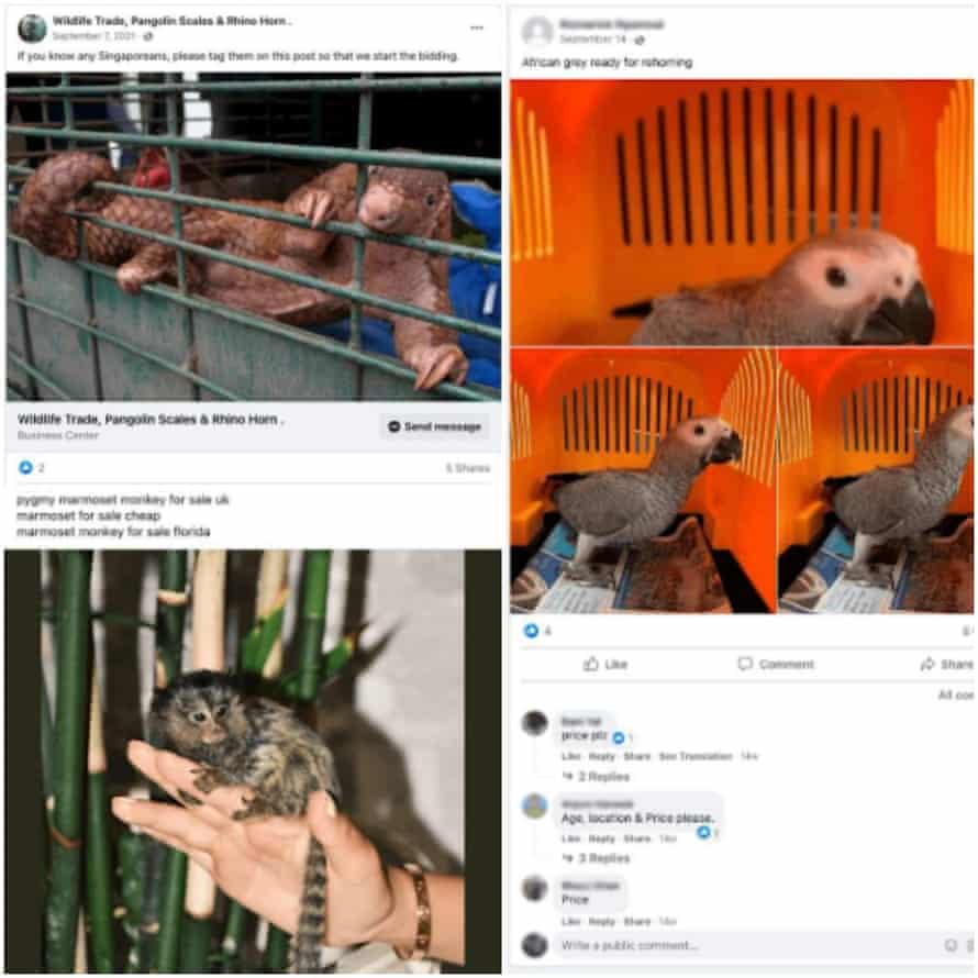 Images of wildlife for sale, taken from Facebook pages.