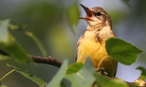 Uma alvéola amarela em uma árvore de vidoeiro, Ivanovo, Rússia