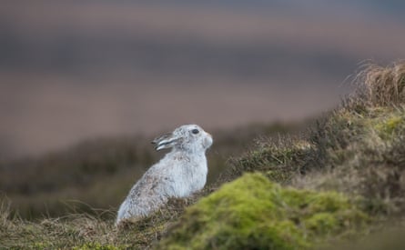 A mountain hare’s winter coat stands out against the moorland in the Peak District in spring